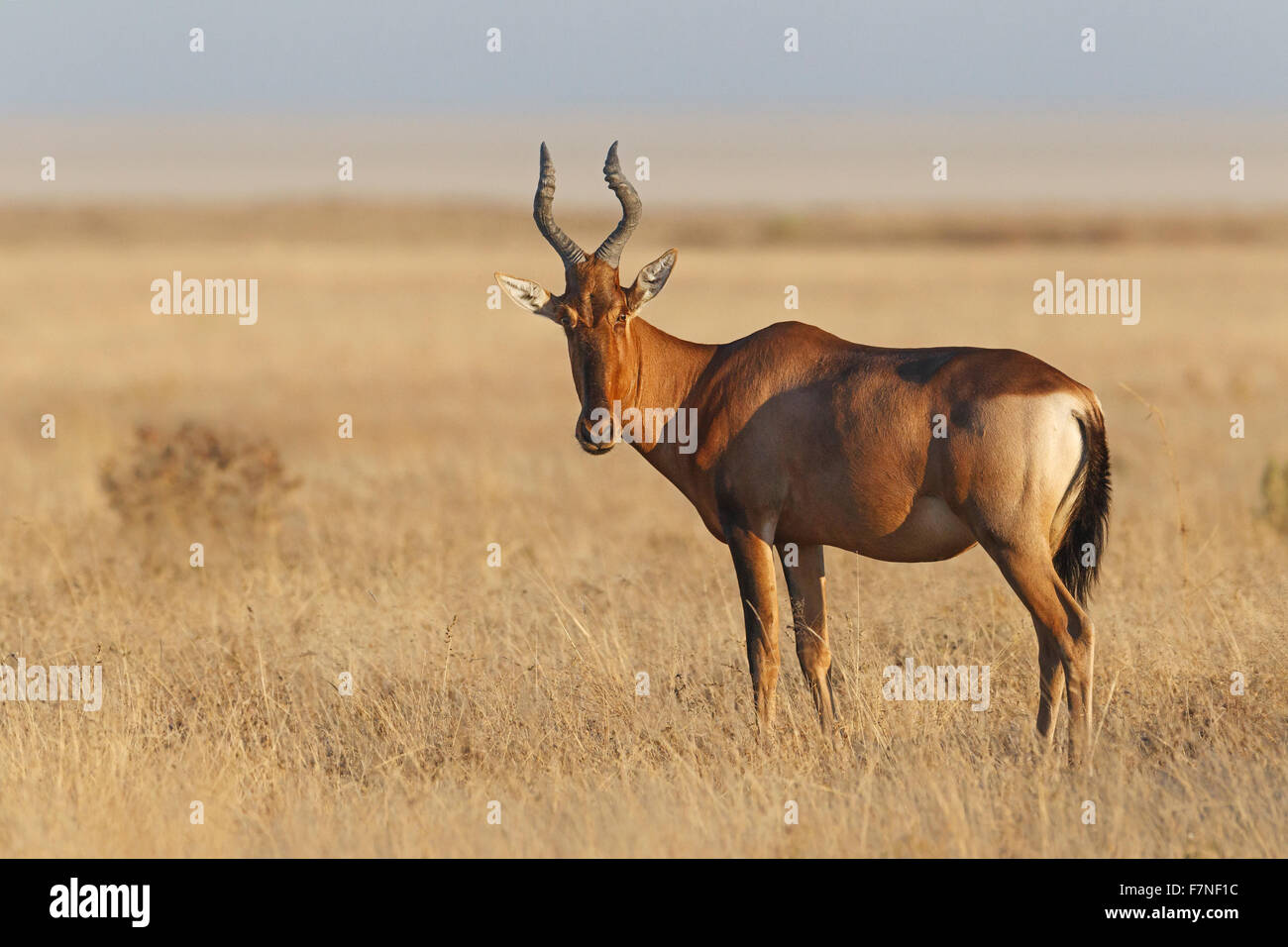 Red hartebeest (Alcelaphus buselaphus caama) standing in dry grass in Etosha National Park, Namibia Stock Photo