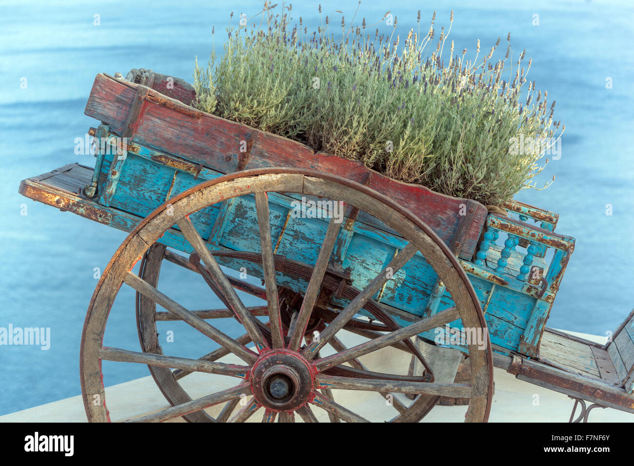 Lavender well-being, growing in an old decorative cart Oia Santorini Cyclades Greek Islands Greece wooden cart on the roof above sea wooden wheel cart Stock Photo