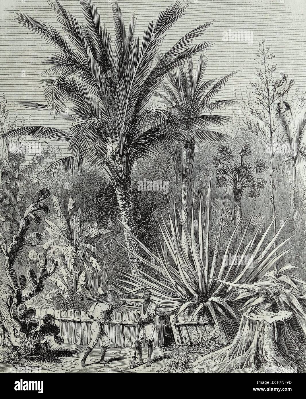 A plantation in Cuba.  The garden of Santa Elena.  after a drawing by Mr. Trobriand. 1850 Stock Photo