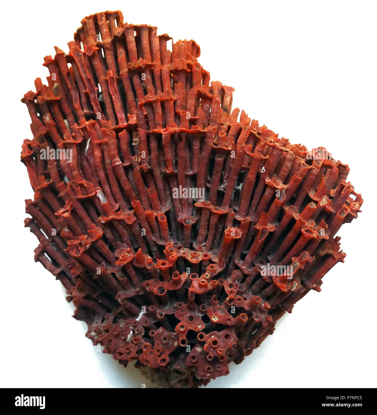 Tubipora Musica (organ pipe coral), native to the waters in the Indian Ocean and central regions of the Pacific Ocean. Only species of soft coral. Indonesia. Dated 1759 Stock Photo
