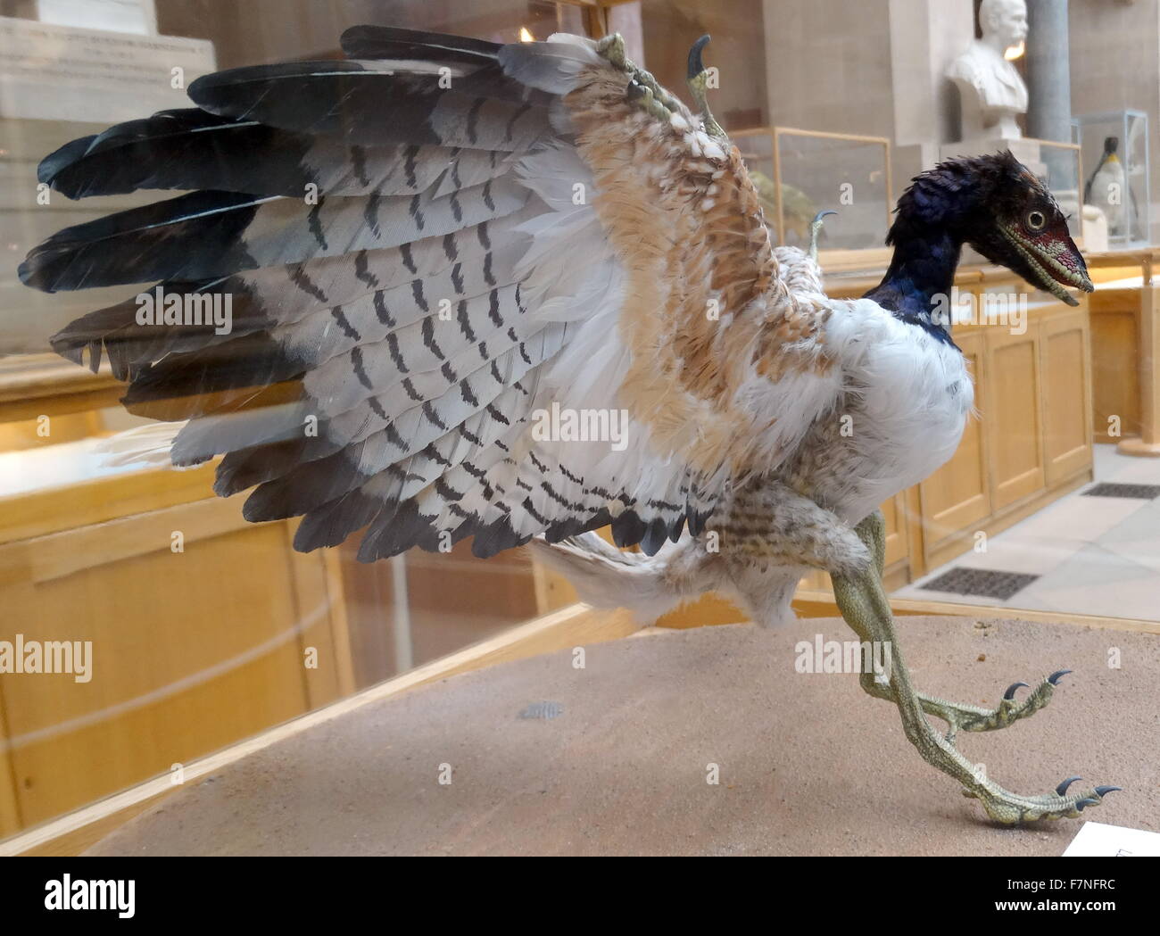 Model of Archaeopteryx a genus of bird-like dinosaurs that is transitional between non-avian feathered dinosaurs and modern birds. Stock Photo