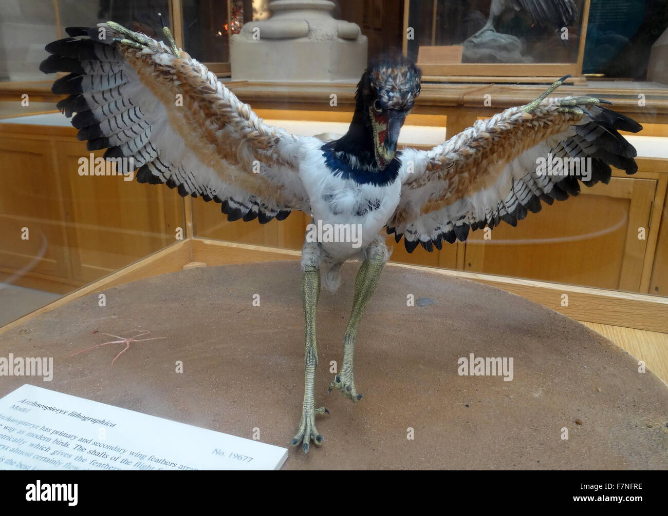 Model of Archaeopteryx a genus of bird-like dinosaurs that is transitional between non-avian feathered dinosaurs and modern birds. Stock Photo