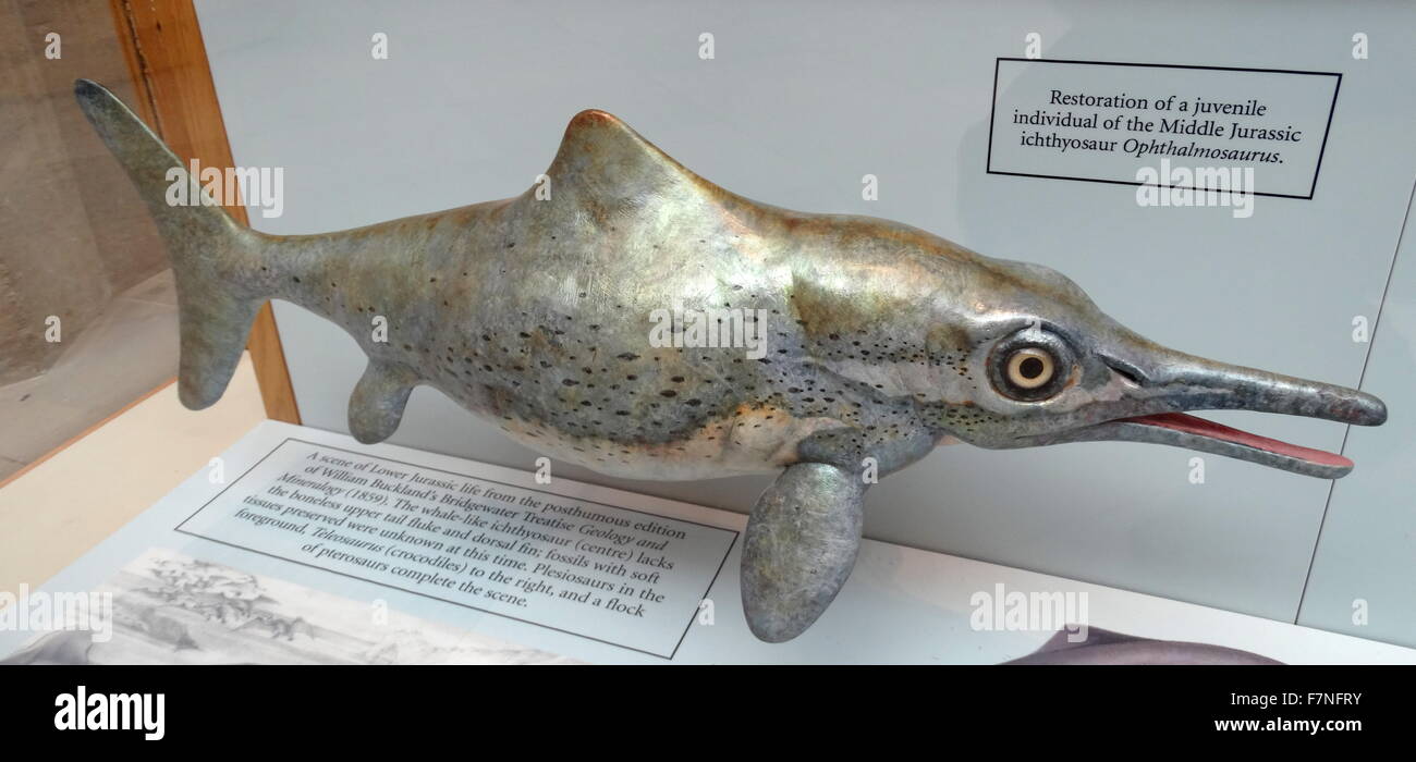 Ichthyosaur Ophthalmosaurus from the Late Jurassic period. Dated 2015 Stock Photo