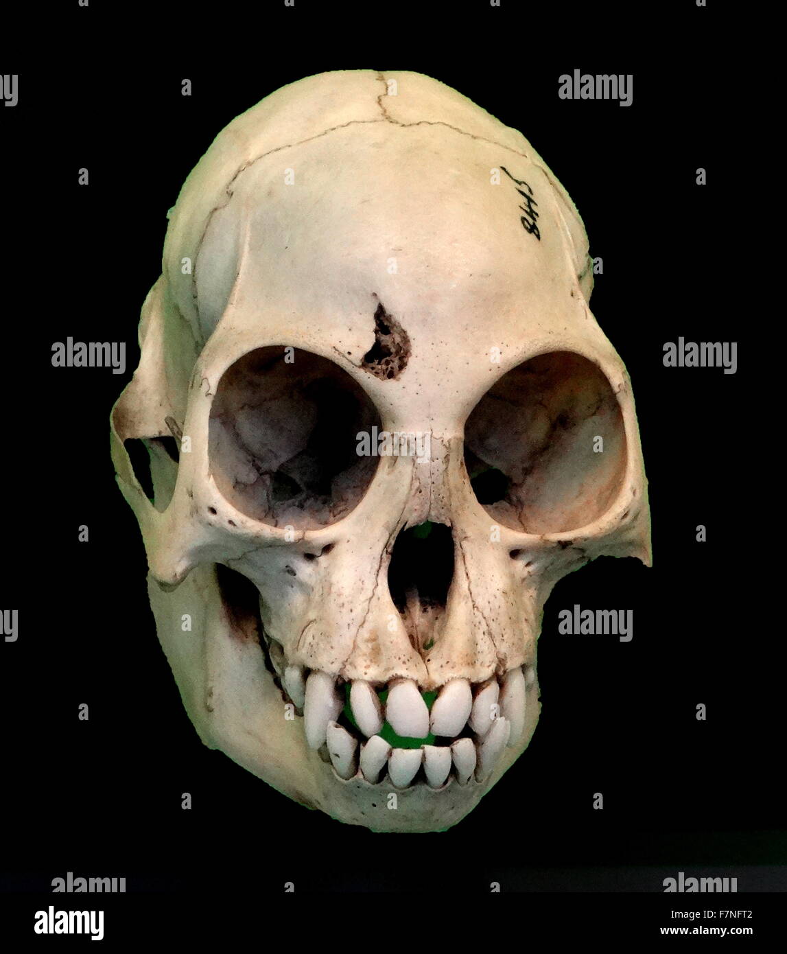 Skull of the Colobus Monkey, Africa Stock Photo