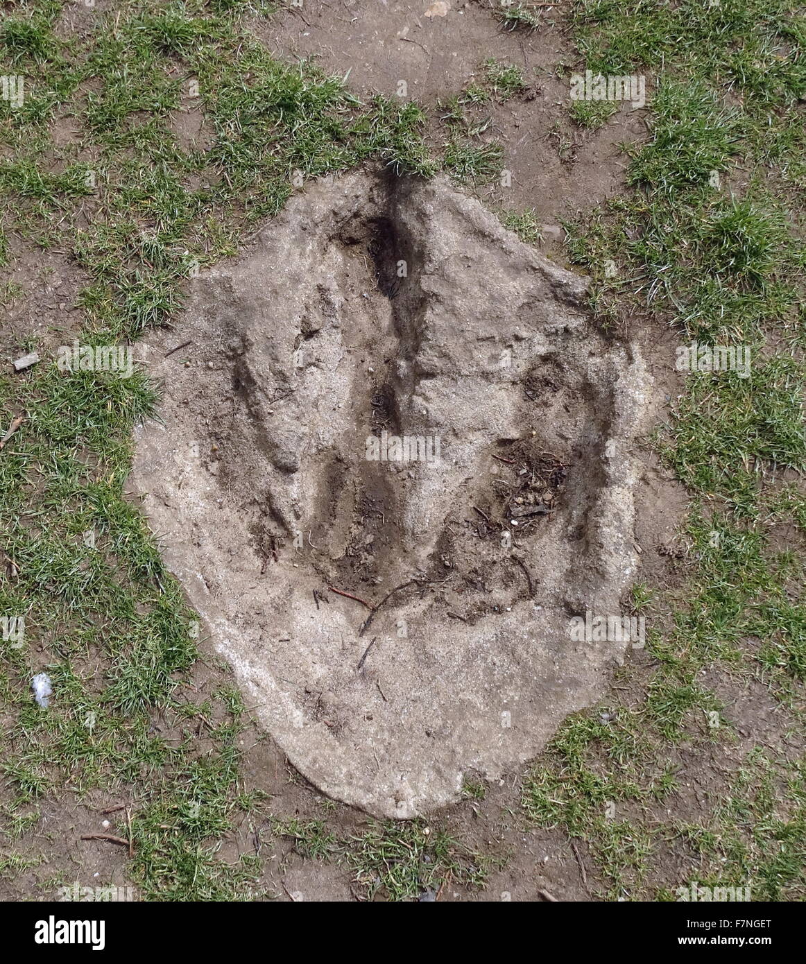 Dinosaur footprint hires stock photography and images Alamy