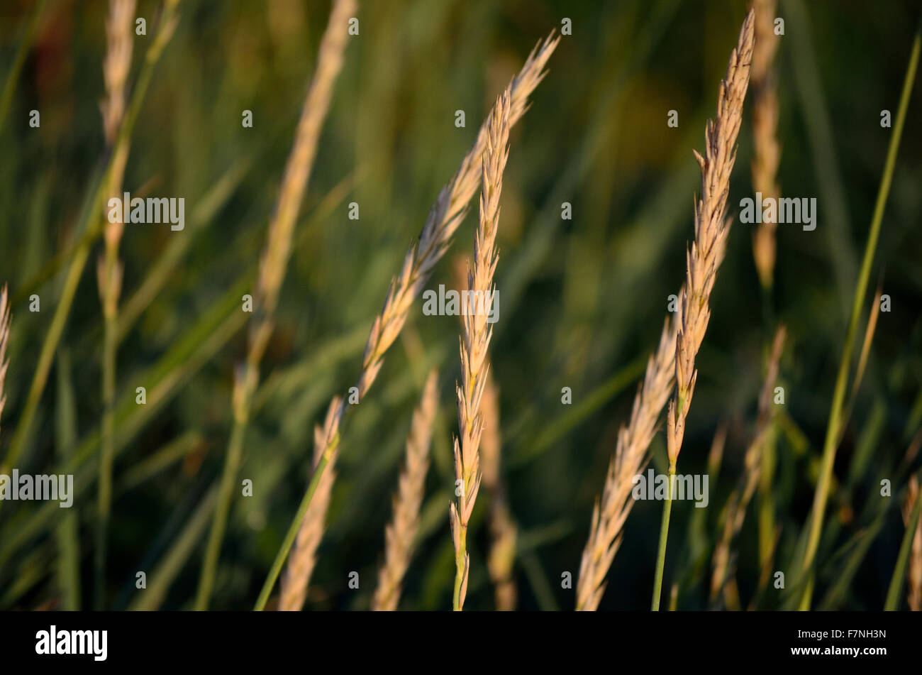 Grass straws hires stock photography and images Alamy