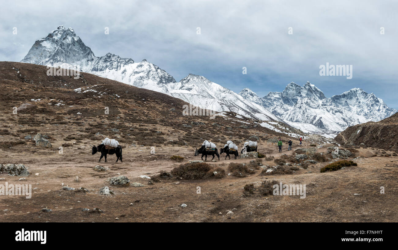 Nepal, Himalaya, Khumbu, pack animals on hiking trail Stock Photo