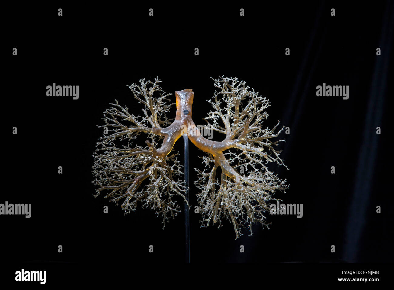 Resin lungs hires stock photography and images Alamy