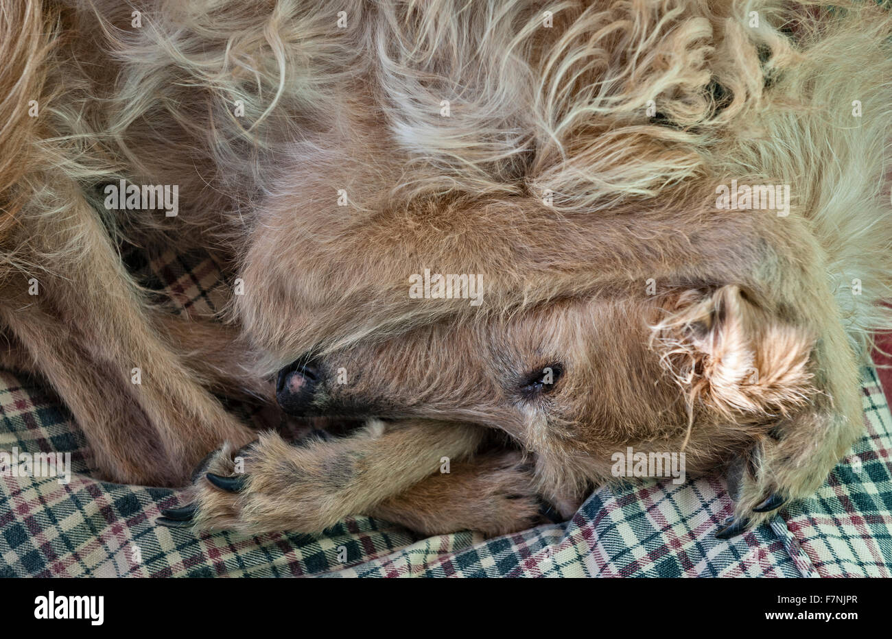 A rough coated lurcher dog trying to sleep with its paws over its ears