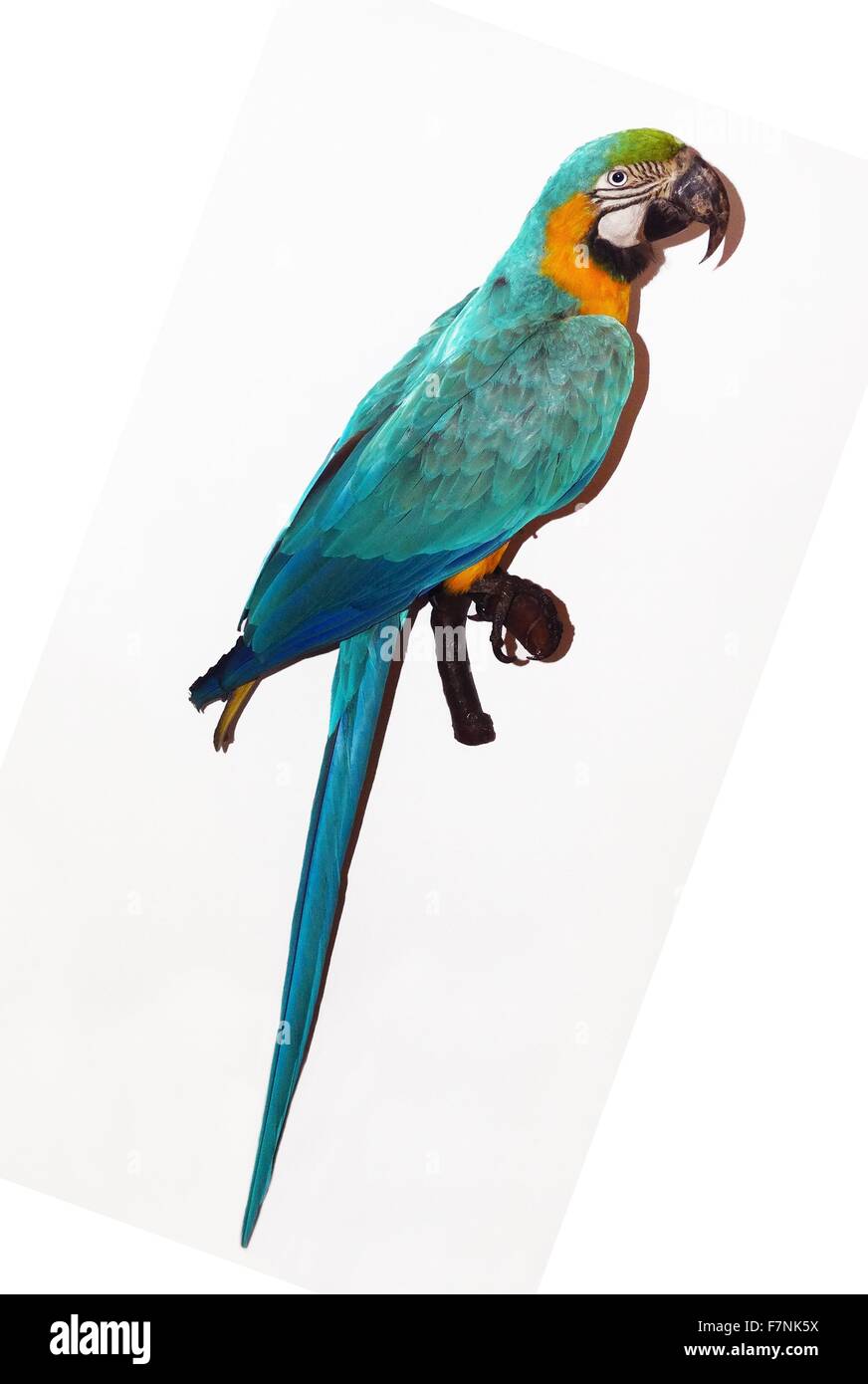 Large south american parrot hi res stock photography and images
