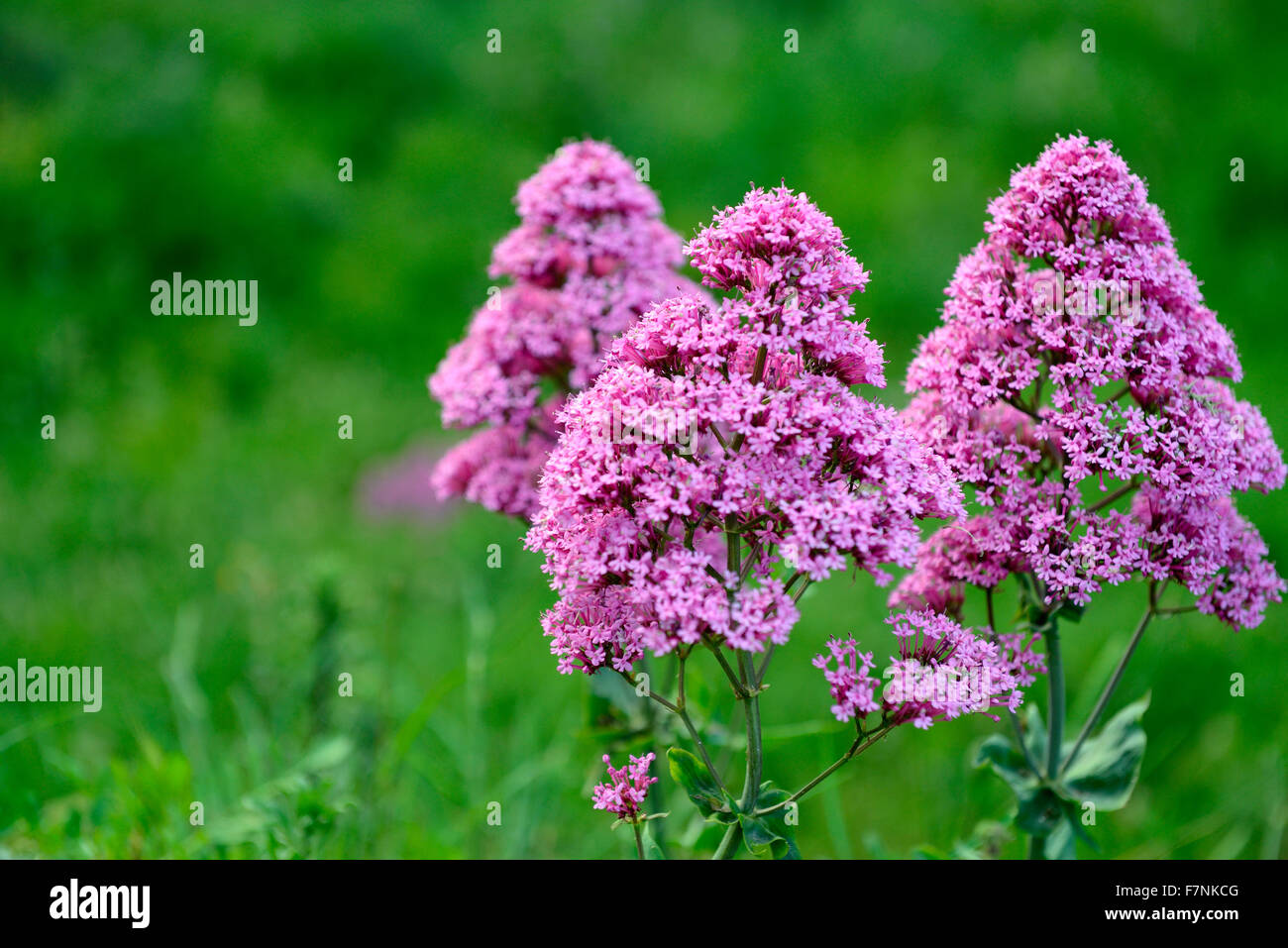 purple flowers in the garden Stock Photo - Alamy