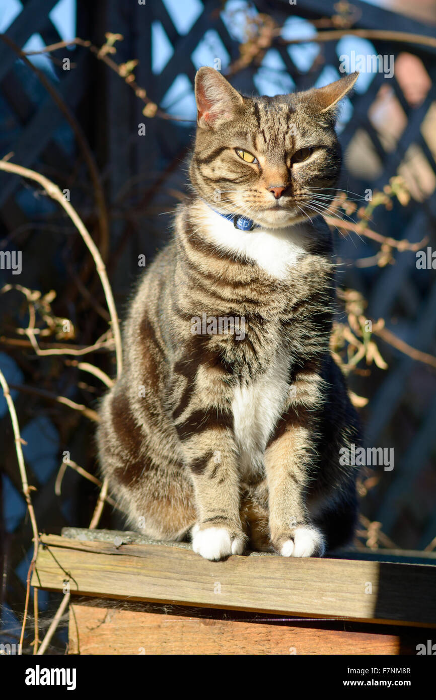 Tabby cat sunpuddling on shed roof Stock Photo Alamy
