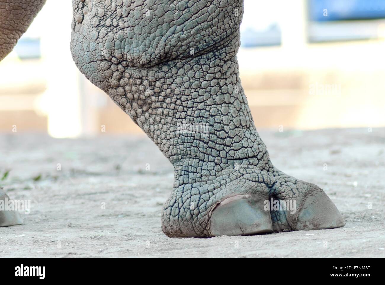 A close up view of a rhinoceros leg. It appears to be a strong, rough leg crashing the ground with its foot while the skin appea Stock Photo