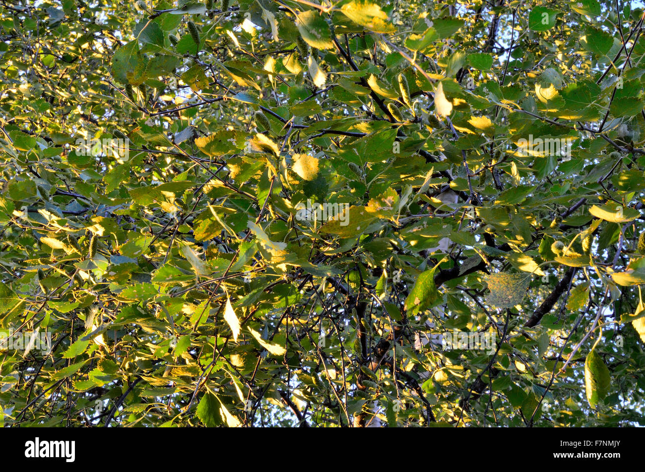 birch tree leaves turning yellow in autumn Stock Photo Alamy