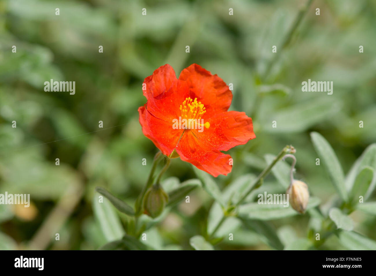 Helianthemum henfield flower in garden Stock Photo