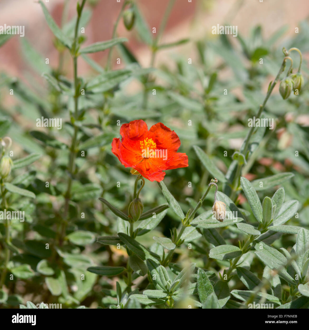 Helianthemum henfield flower in garden Stock Photo