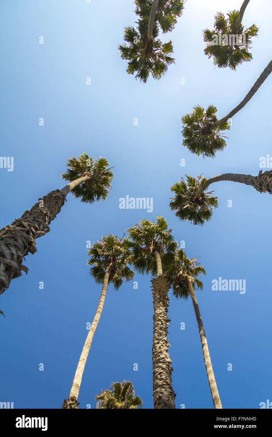 Tall palm trees from below in California Stock Photo Alamy