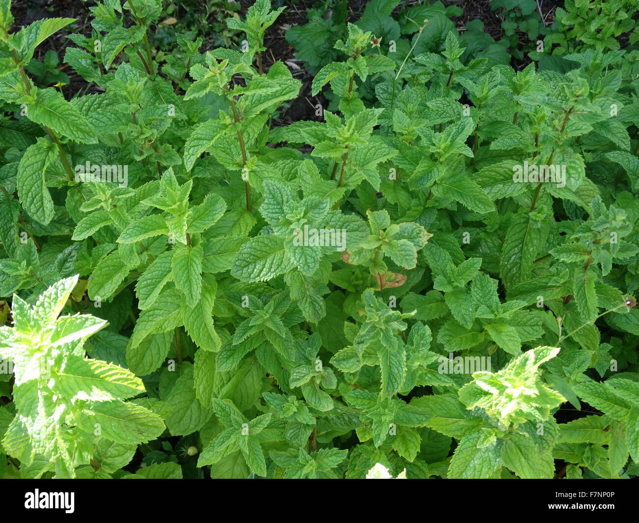 Mentha (also known as mint, from Greek míntha) is a genus of plants in the family Lamiaceae Stock Photo