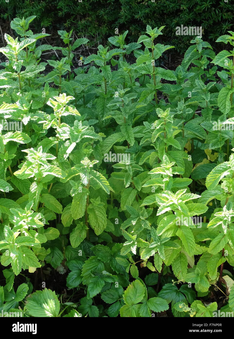 Mentha (also known as mint, from Greek míntha) is a genus of plants in the family Lamiaceae Stock Photo