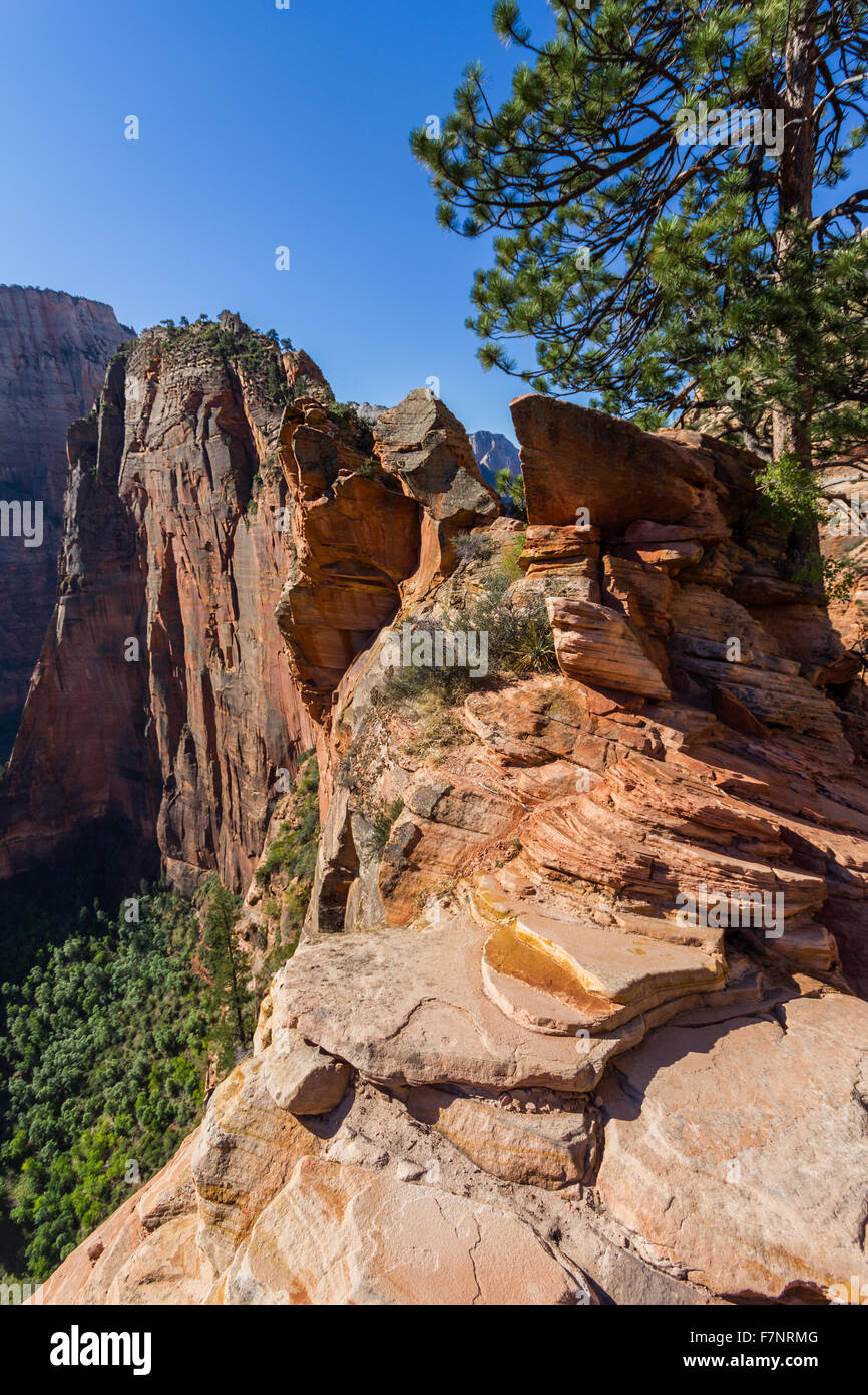 Dangerous trail in Zion National Park, Angel's landing Stock Photo - Alamy