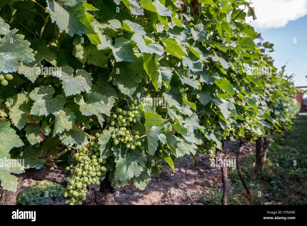 vineyard in Twins Wine Cellar Wine Company & Museum, Napareuli village