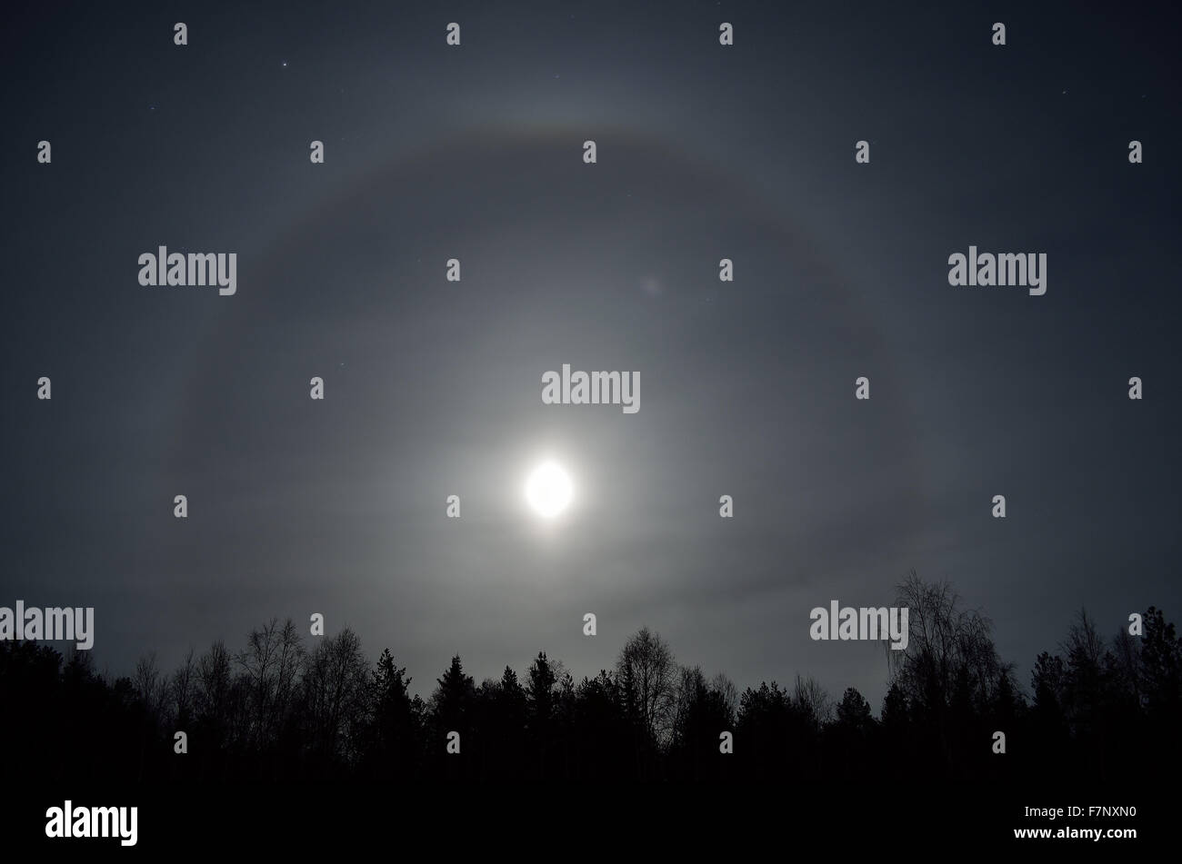 beautiful round ring around a full moon behind dark spruce tree forest