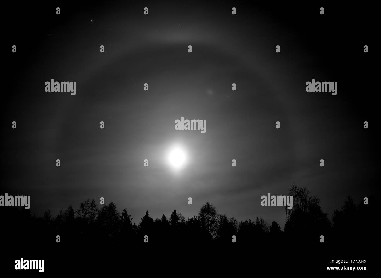 beautiful round ring around a full moon behind dark spruce tree forest at night time Stock Photo