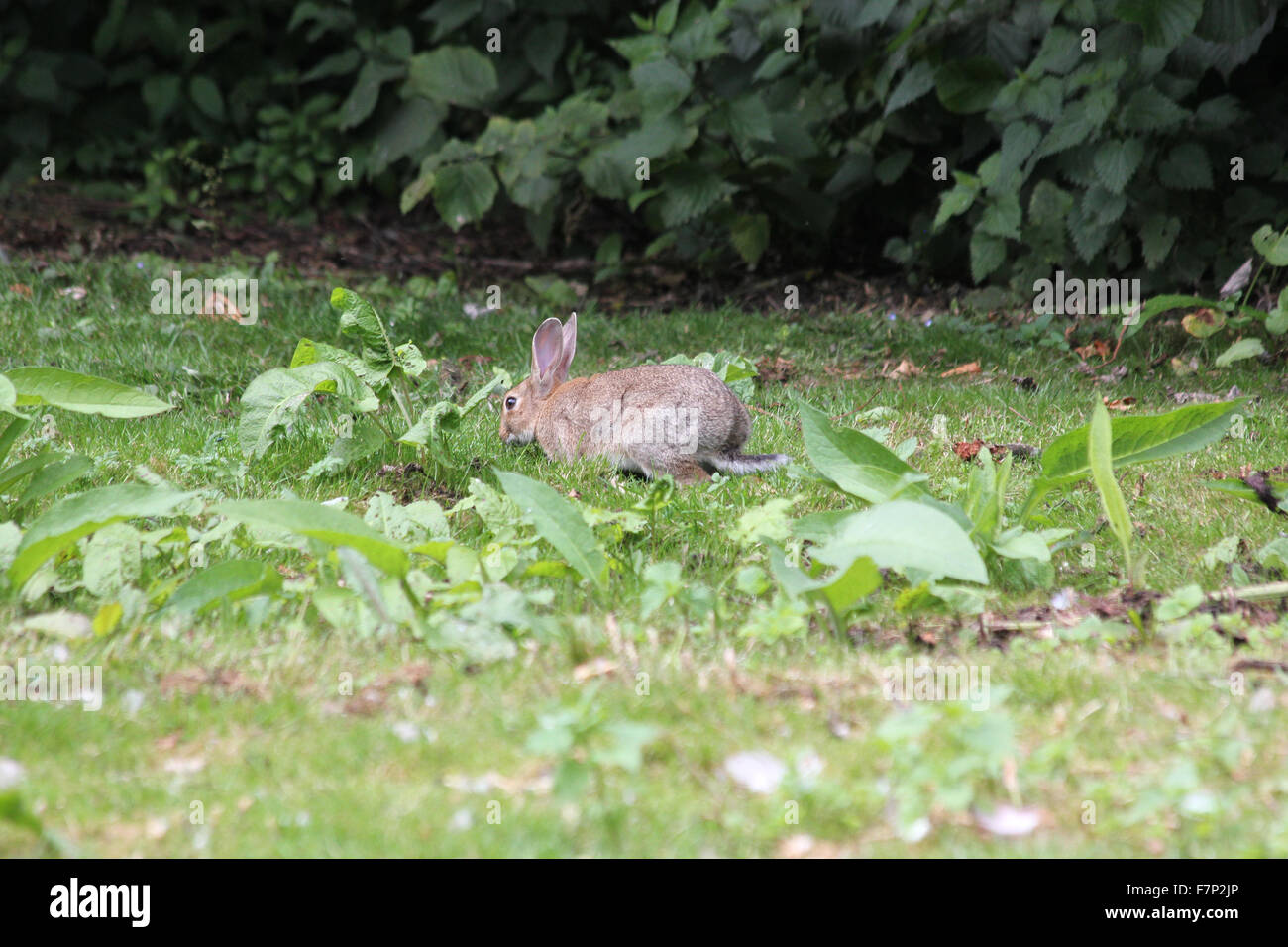Wild rabbit (Oryctolagus cuniculus) feeding in rough grass with dock