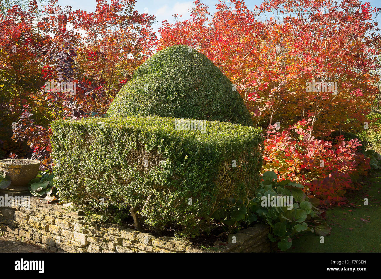 Trimmed box trees with cotinus foliage turning red in Autumn Stock Photo