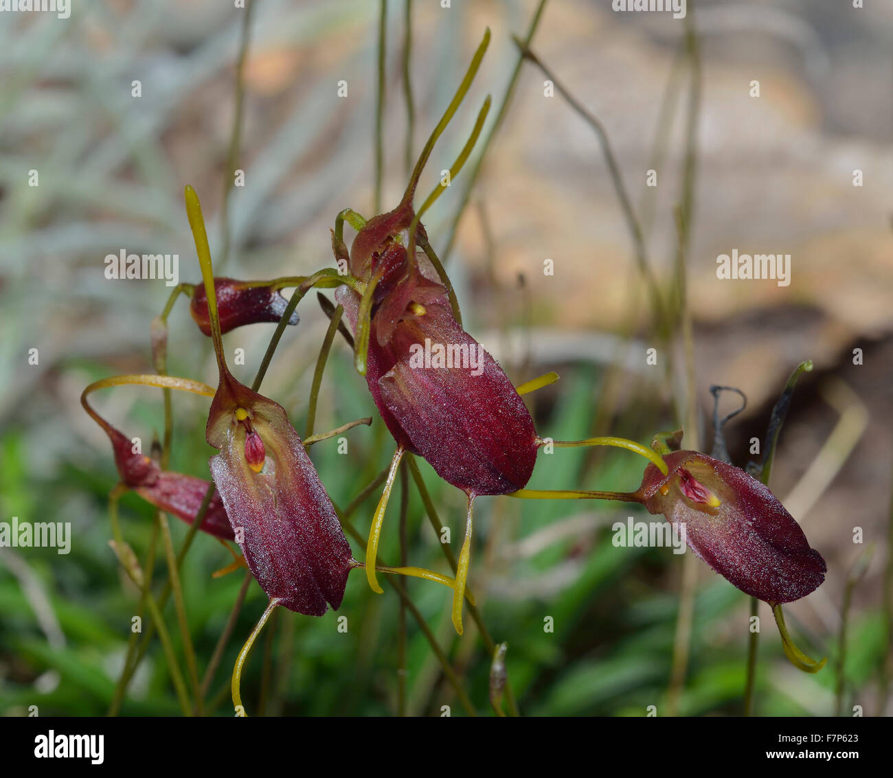 Cordelias Trisetella Orchid - Trisetella cordeliae From Peru Stock Photo -  Alamy