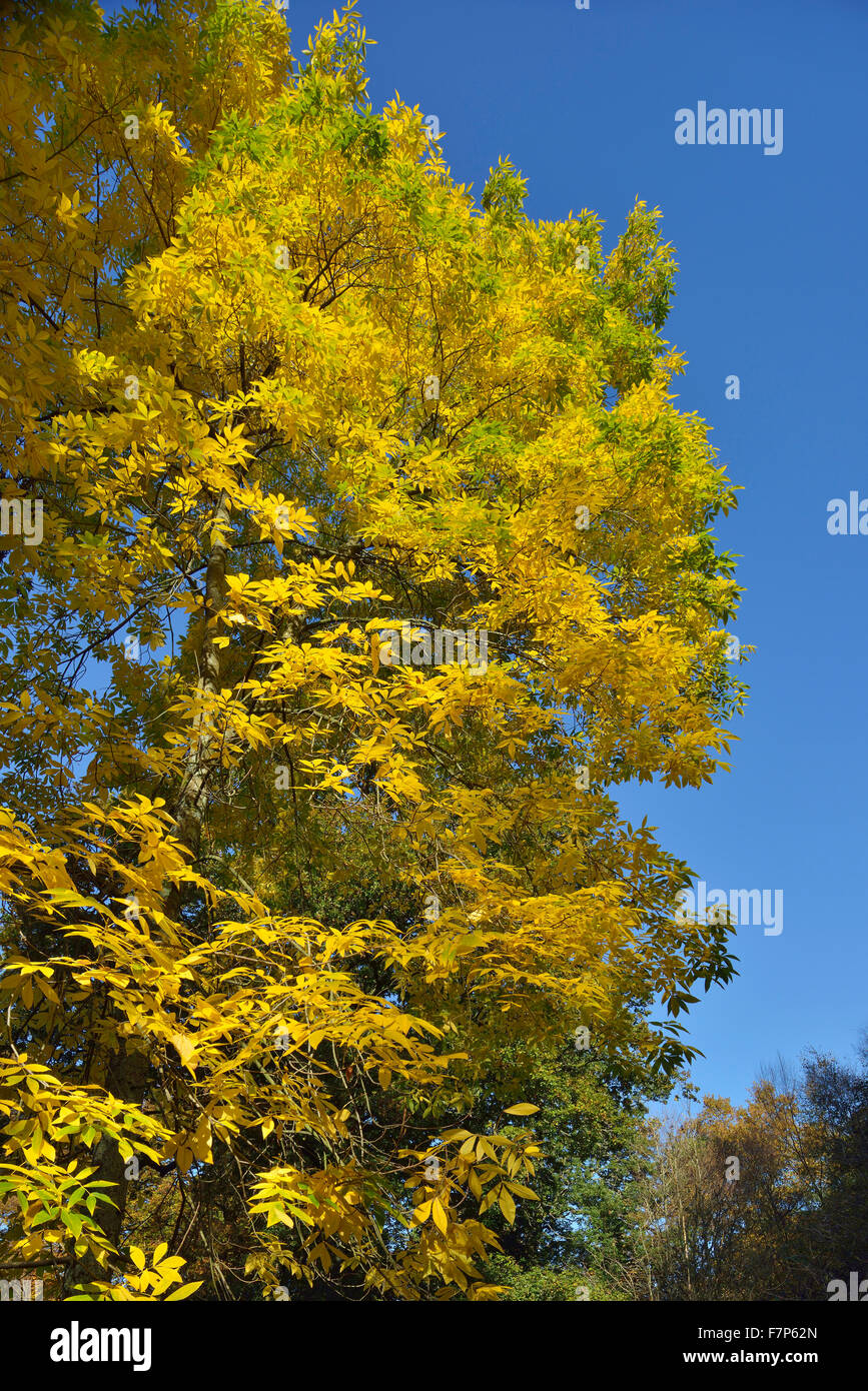 Bitternut Tree Carya coriformis in Autumn Colours Stock Photo Alamy