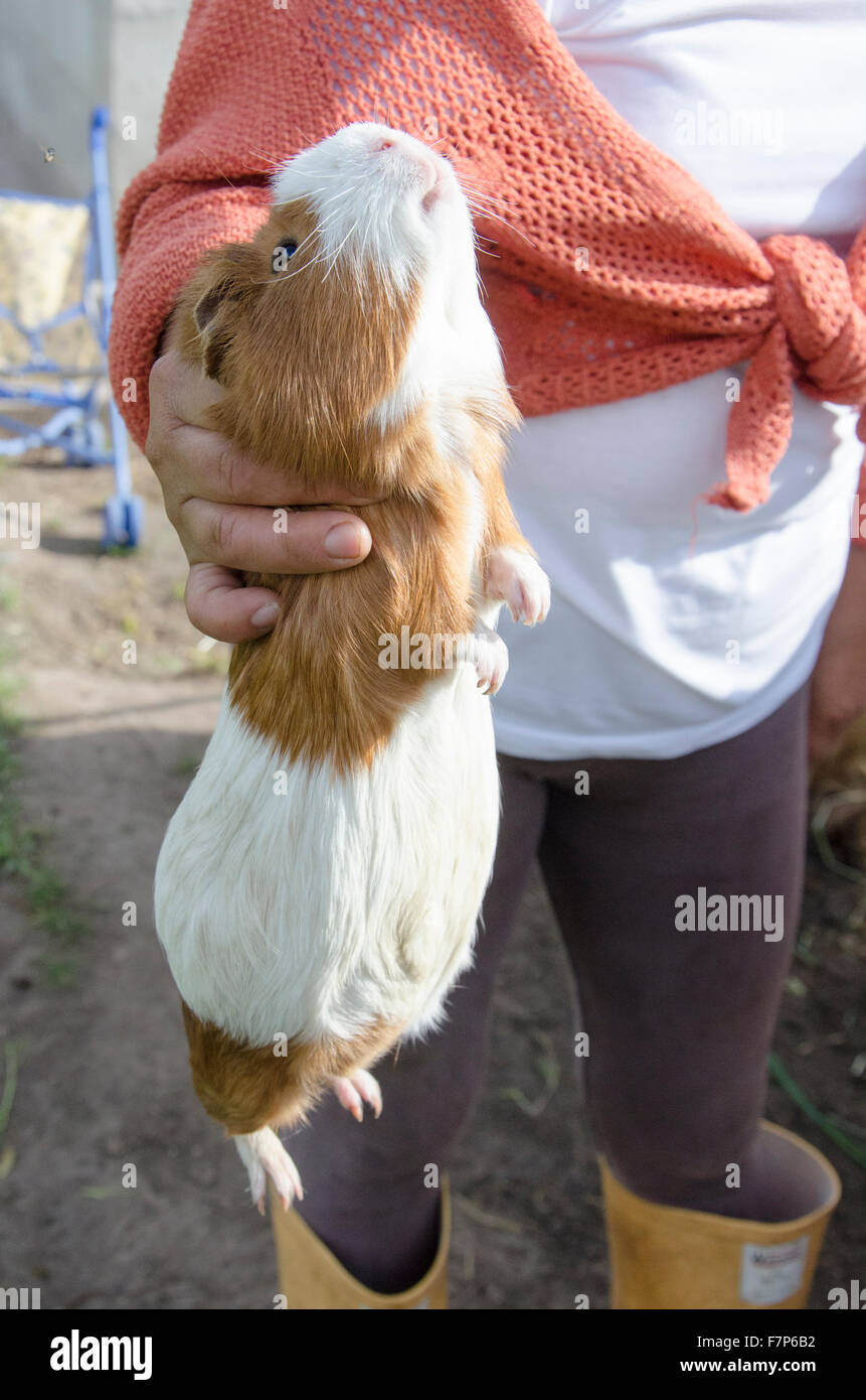 A Guinea Pig raised for meat Stock Photo