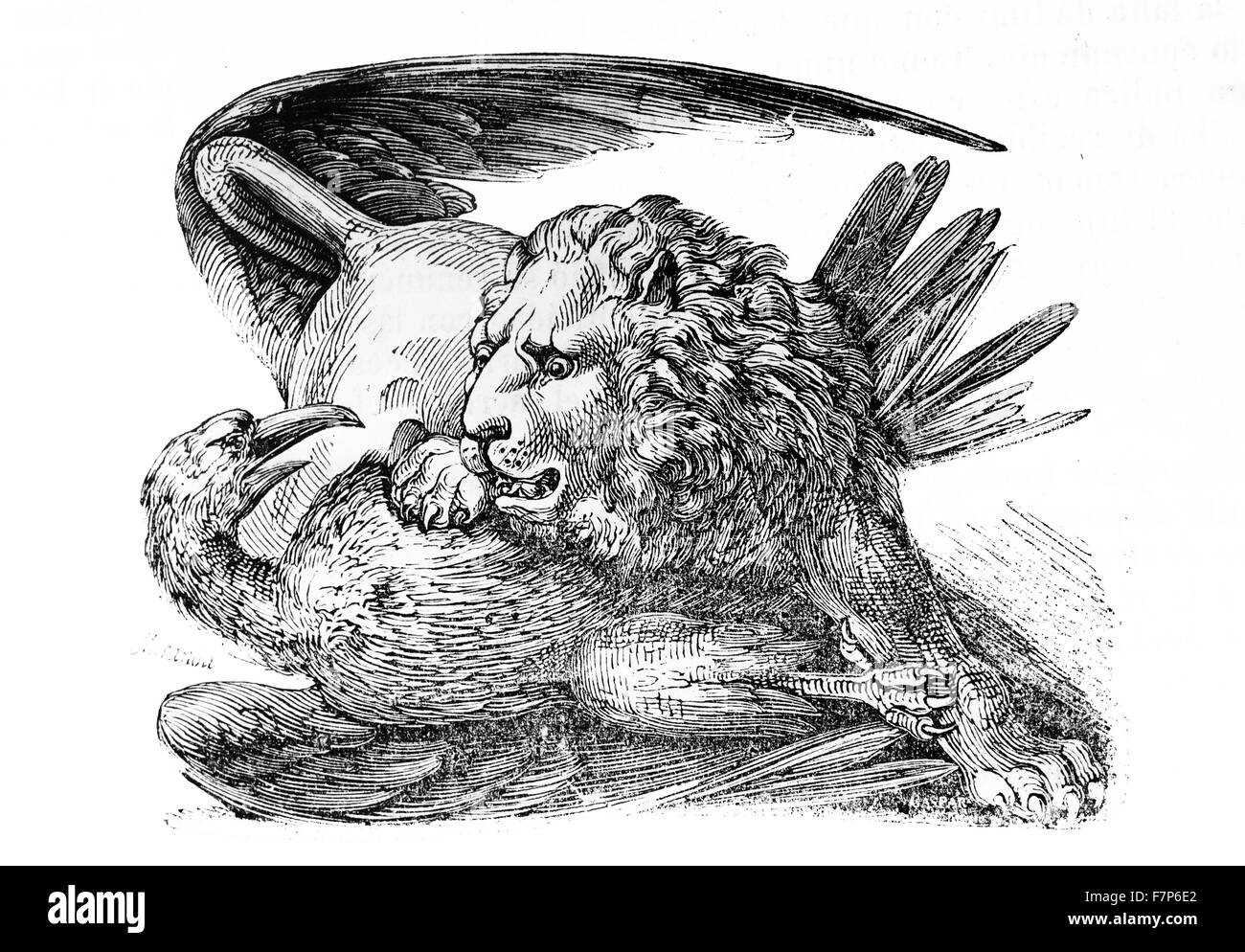 Engraving of a Lion attacking a vulture. Dated 18th Century Stock Photo