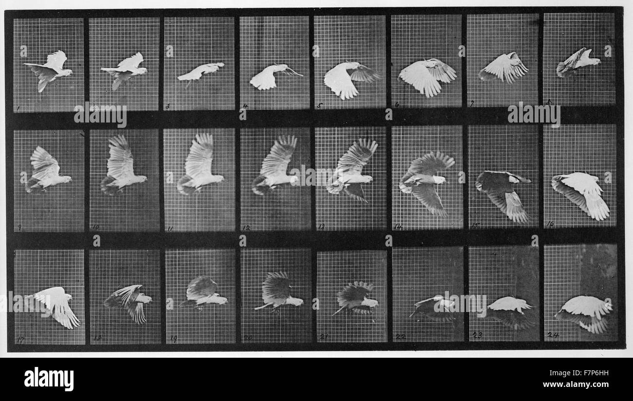 Cockatoo in flight by Eadweard Muybridge (1830-1904) an English photographer important for his pioneering work in photographic studies of motion, and early work in motion-picture projection. Dated 1879 Stock Photo