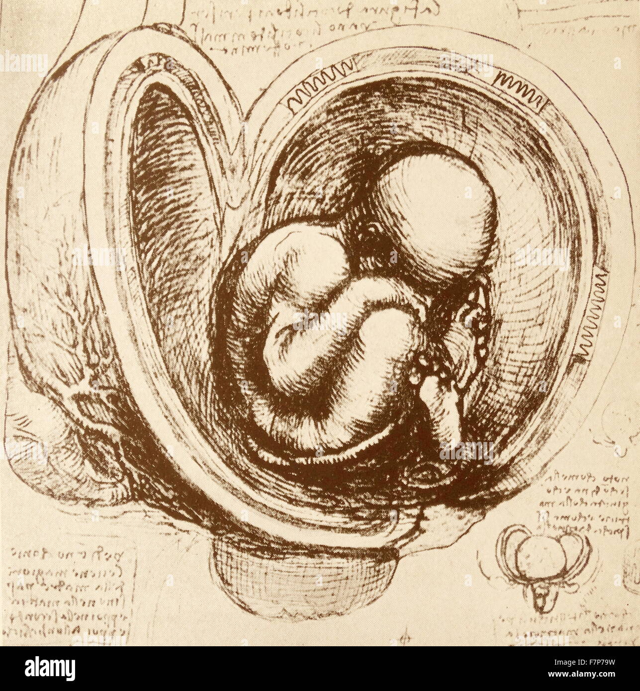 Anatomical Sketch By Leonardo De Vinci Stock Photo 90843141