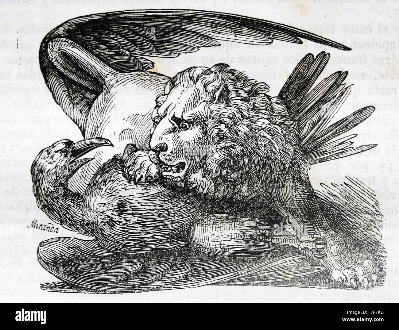 Engraving of a Lion attacking a vulture. Dated 18th Century Stock Photo