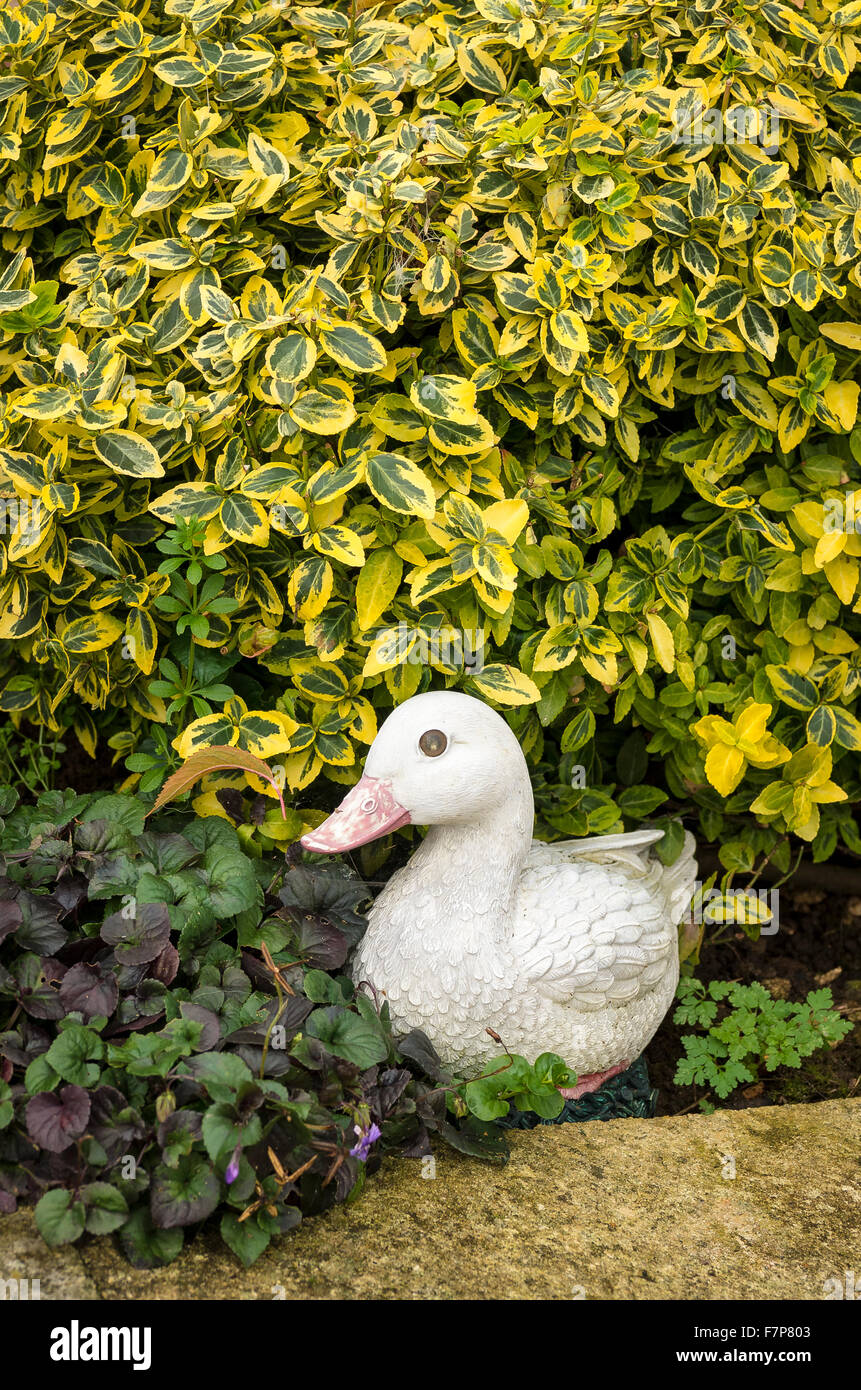 Garden duck ornament nestling beside an Euonymus shrub Stock Photo