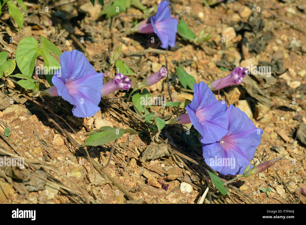 Blue Morning Glory Ipomoea indica Garden Flower & Invasive Weed from