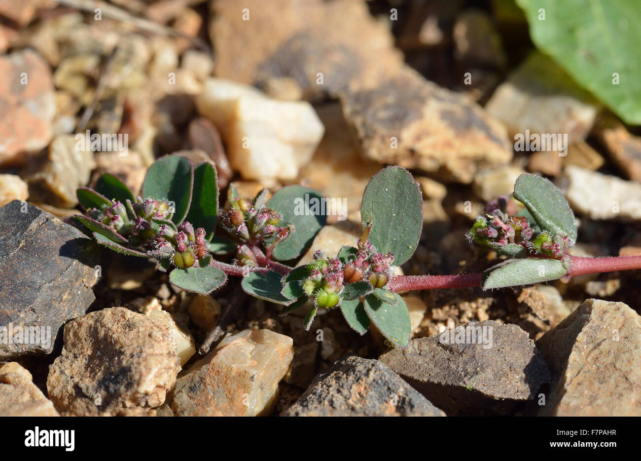 Prostrate Spurge - Euphorbia chamaesyce Stock Photo