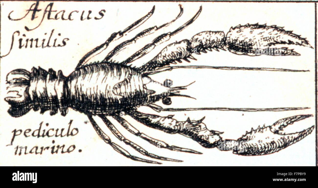 Astacus similus (lobster) Illustrated in the marine fish catalog. Specula physico-mathematico-historica by Johann Zahn.1696 Stock Photo