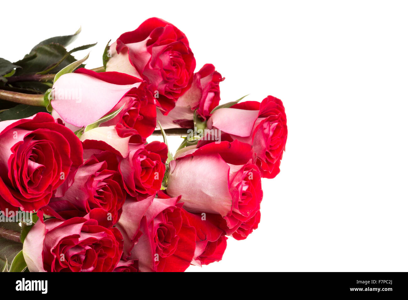 pink roses isolated on white Stock Photo - Alamy