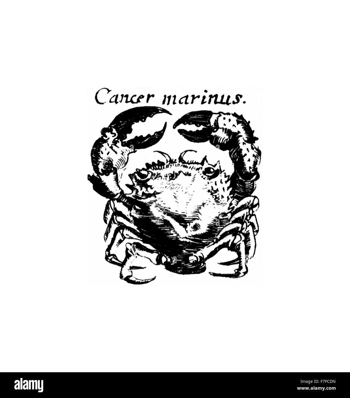 Cancer marinus. crab illustration from 'Specula physico-mathematico-historica' by Johann Zahn.1696 Stock Photo