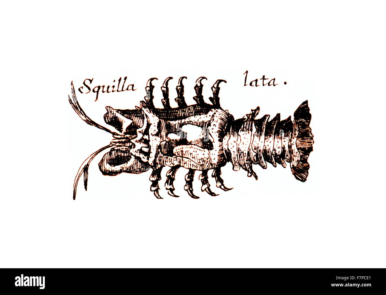 Squilla lata. A fish illustration from an early marine fish catalog. In: 'Specula physico-mathematico-historica ' by Johann Zahn.1696 Stock Photo