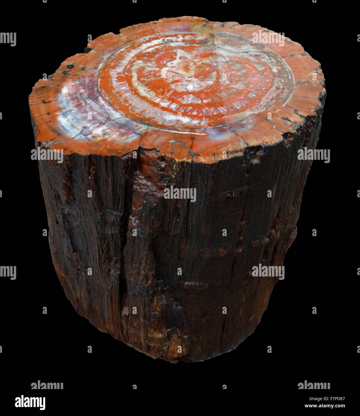 Petrified forest - fossil tree trunk. The original wood has been replaced by the mineral agate. From Arizona Stock Photo