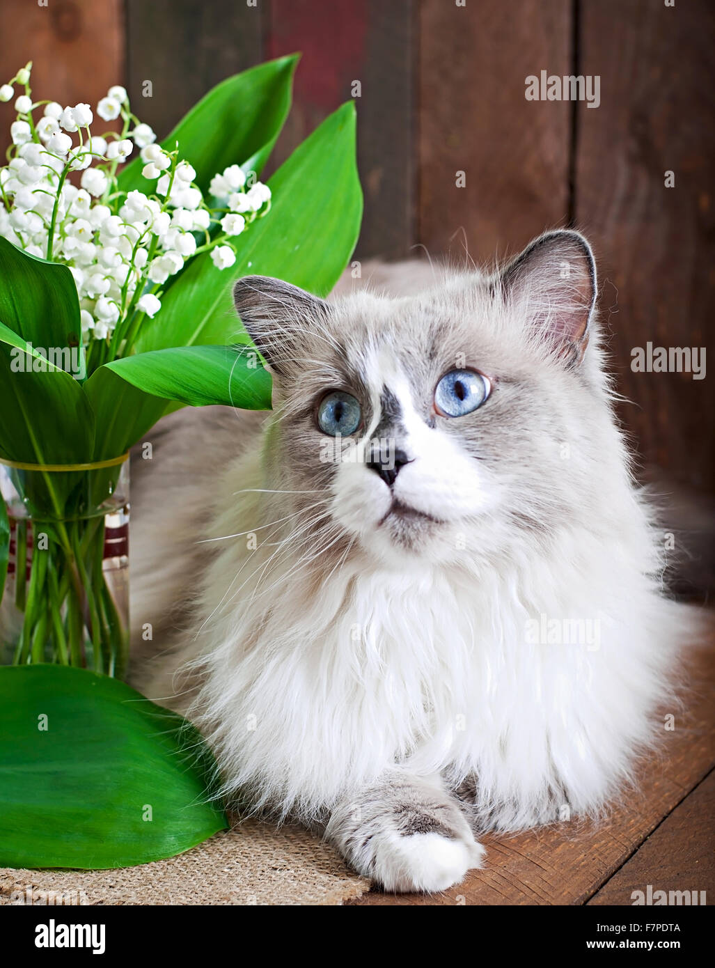 Ragdoll Cat Breed And A Vase Of Lilies Of The Valley On A Wooden