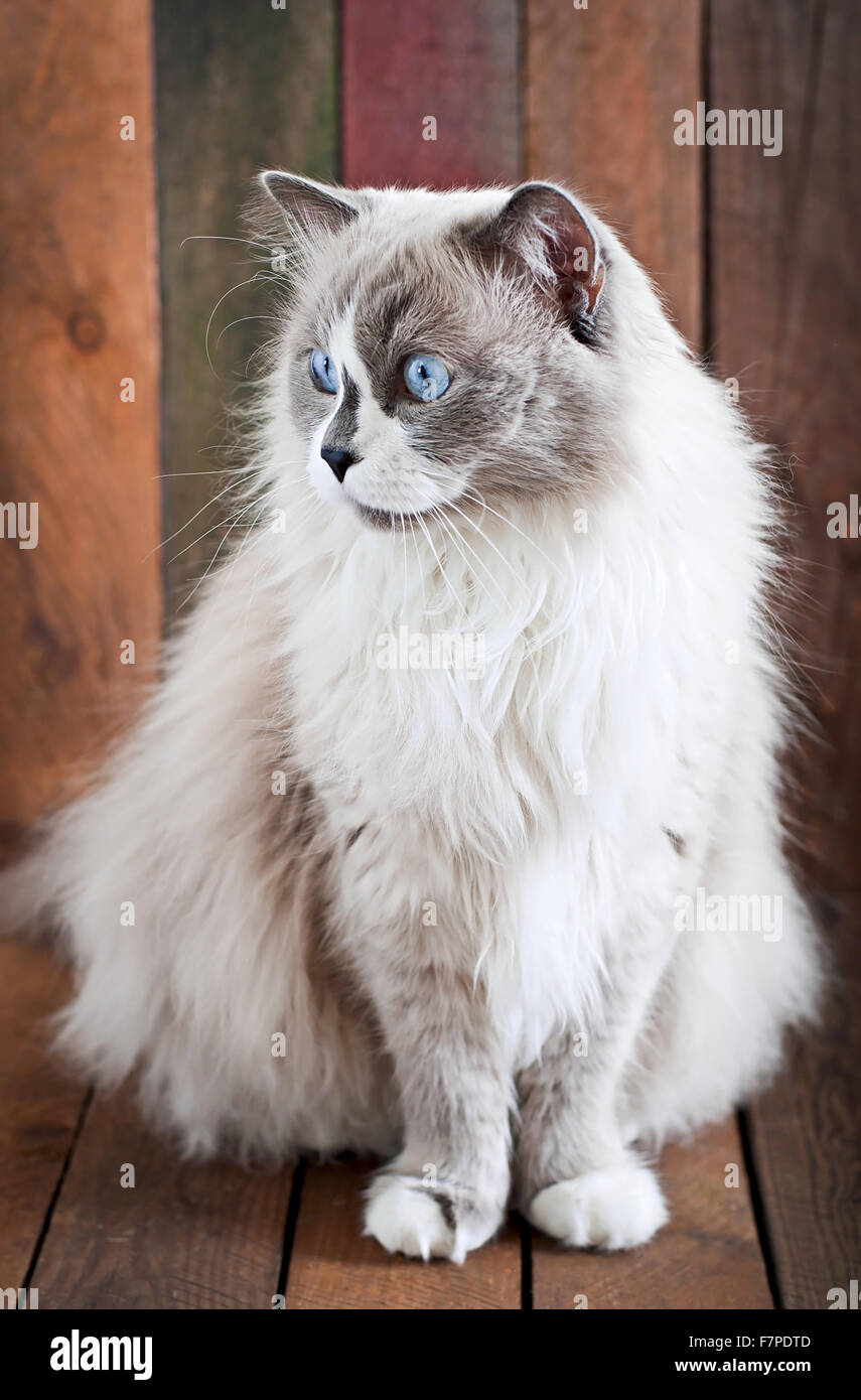 Ragdoll cat breed hi-res stock photography and images - Alamy