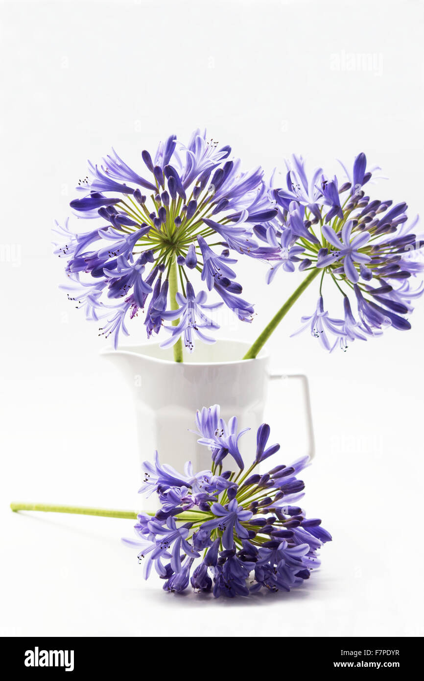 African lily on white background Stock Photo