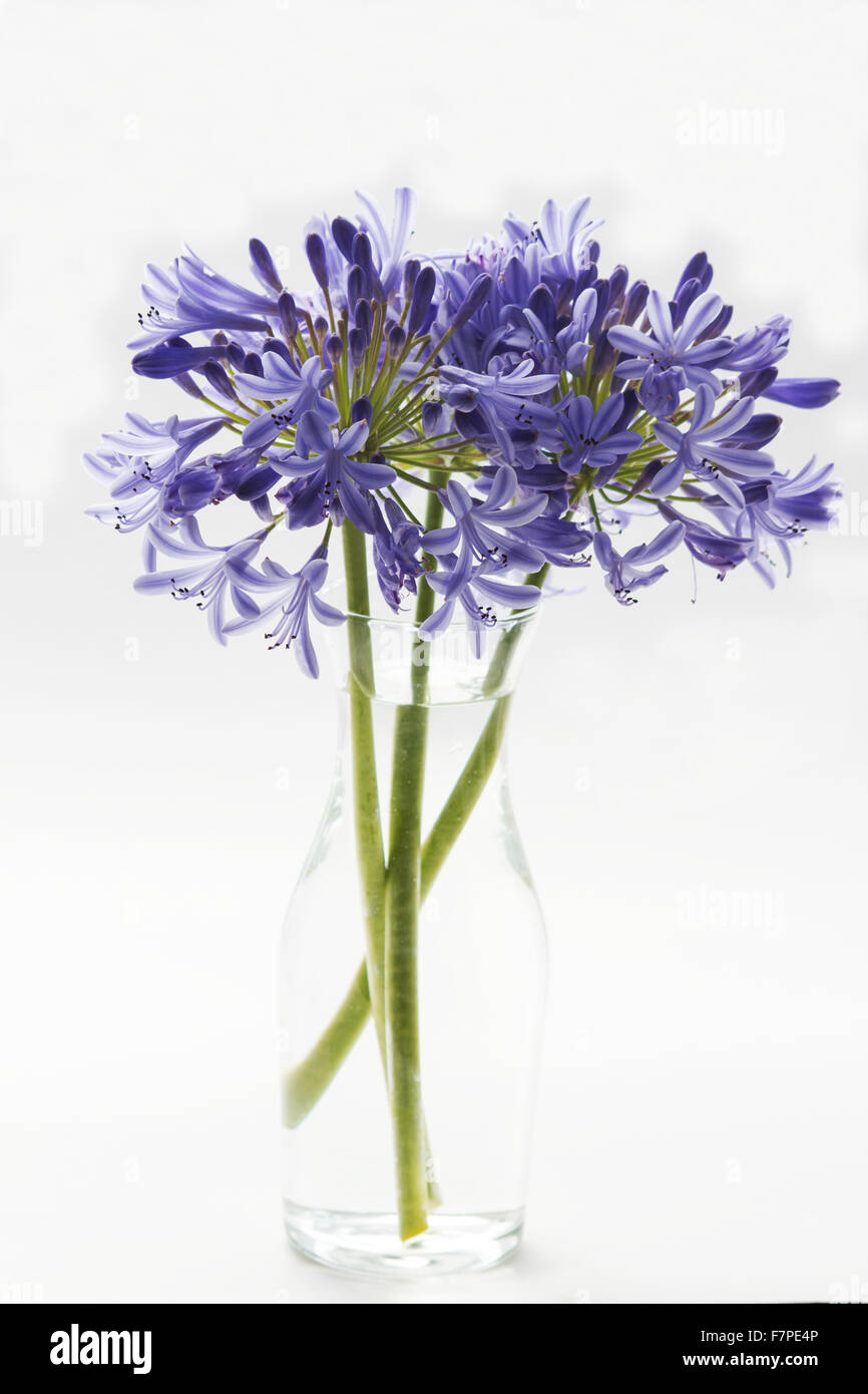 African lily on white background Stock Photo