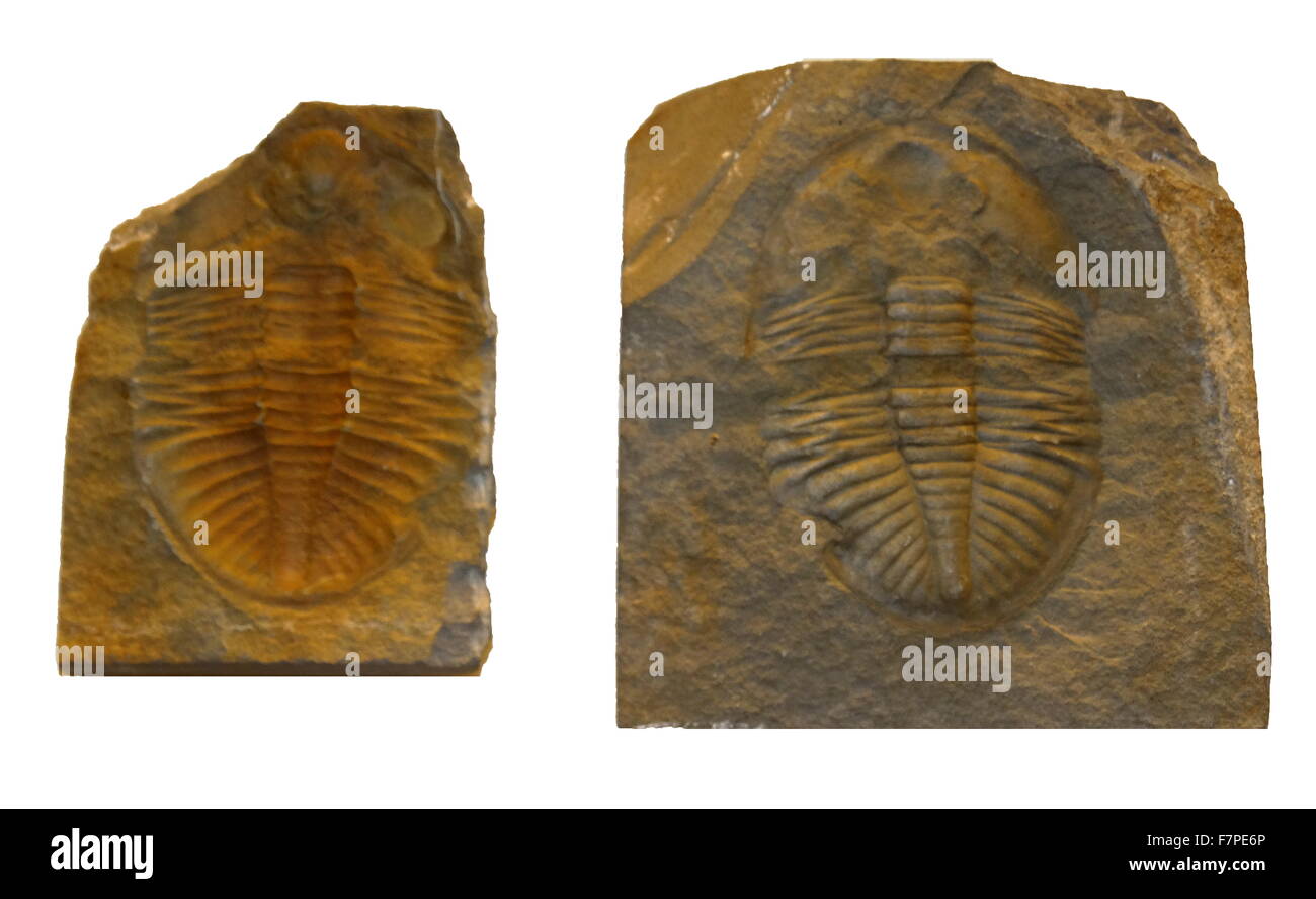 Fossil trilobite (Ogygiocaris) from Ordovician of Builth, Wales. Stock Photo