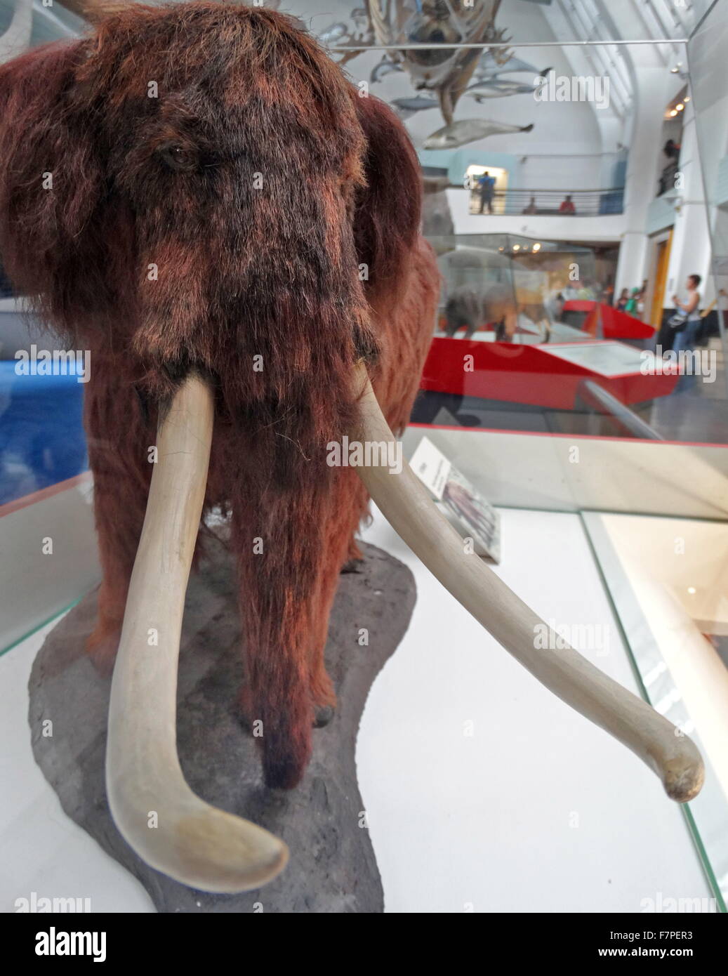 Mammut americaum model, from Missouri, USA Stock Photo Alamy
